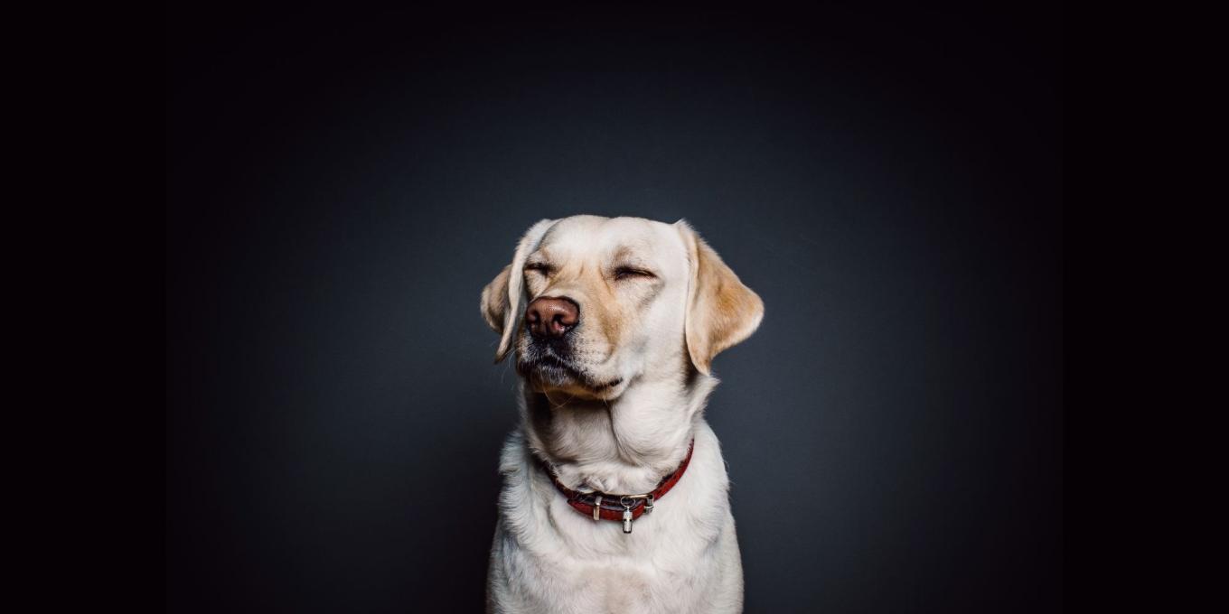 A Labrador against a black background